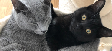 Katzen sind Treue Begleiter in allen Lebenslagen!